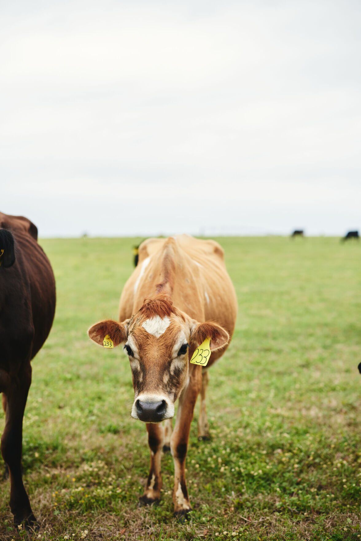 Dairy